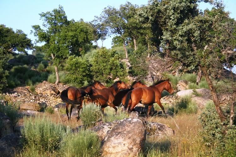 Quinta Lamosa Agroturismo Arcos de Valdevez Dış mekan fotoğraf